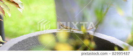Cute baby garden lizard on the edge of the round cement pot. Cute baby garden lizard on the edge of the round cement pot. 82995487