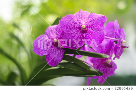 Vanda Madame Wirat dr.Anek pink orchid flowers.Vanda Madame Wirat dr.Anek pink orchid flowers. A beautiful bunch of Orchid flowers closes up in the garden. Vanda Madame Wirat dr.Anek pink orchid flowers.Vanda Madame Wirat dr.Anek pink orchid flowers. A beautiful bunch of Orchid flowers closes up in the garden. 82995489