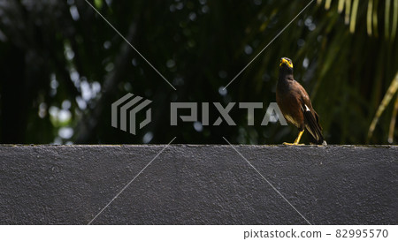 Indian myna resting on a wall, appeared in the list of most invasive species in the world. Indian myna resting on a wall, appeared in the list of most invasive species in the world. 82995570