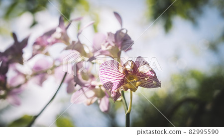 Withered orchid flower branch, the concept of the cycle of life. 82995590