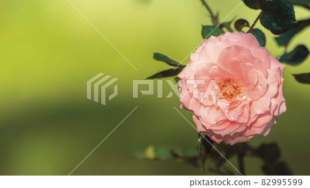 Large pink rose flower head close-up photograph. Dewdrops on the delicate rose petals. Flower head blooming and turn towards the morning sun. Copy space for text on. Green soft bokeh background. Large pink rose flower head close-up photograph. Dewdrops on the delicate rose petals. Flower head blooming and turn towards the morning sun. Copy space for text on. Green soft bokeh background. 82995599
