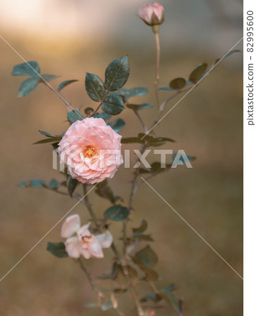 Rose plant and the bloomed pink rose flower turn towards the camera. Dewdrops on the delicate rose petals shining in the morning light. Rose plant and the bloomed pink rose flower turn towards the camera. Dewdrops on the delicate rose petals shining in the morning light. 82995600