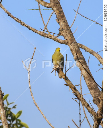 Ceylon Green Pigeon (Teron Pompadora) perched high up in a tree branch in the beautiful evening. blue clear skies in the background. Ceylon Green Pigeon (Teron Pompadora) perched high up in a tree branch in the beautiful evening. blue clear skies in the background. 82995602