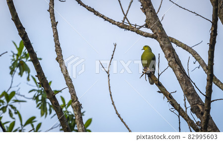 Ceylon Green Pigeon (Teron Pompadora) perched high up in a tree branch in the beautiful evening. blue clear skies in the background. Ceylon Green Pigeon (Teron Pompadora) perched high up in a tree branch in the beautiful evening. blue clear skies in the background. 82995603