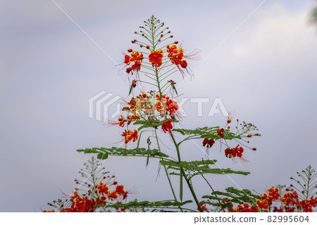 Peacock Flower treetop and its beautiful wildflower blooms. Peacock Flower treetop and its beautiful wildflower blooms. 82995604