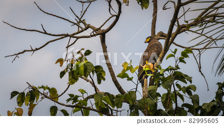 Crested serpent eagle (Spilornis cheela) resting in a tree branch and turn its head back. Watchful of the surroundings, Common eagle species are found in the southern part of Sri Lanka. Crested serpent eagle (Spilornis cheela) resting in a tree branch and turn its head back. Watchful of the surroundings, Common eagle species are found in the southern part of Sri Lanka. 82995605