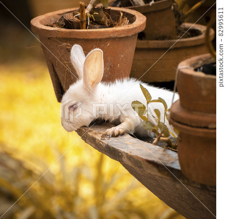 Rabbit peeking out from the muddy water pool. Cute furry white bunny with long ears and red eyes close up photo, 82995611