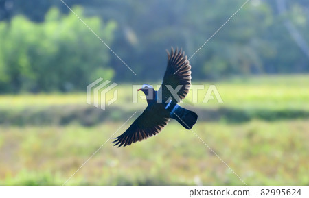 Gray capped emerald dove capture in flight against rice field in the background. Gray capped emerald dove capture in flight against rice field in the background. 82995624