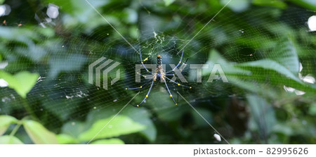 Golden silk orb-weaver doing its magic, hanging upside down in spider net. 82995626