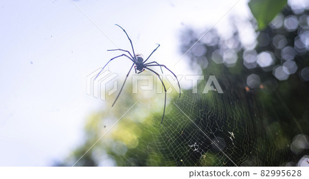 Golden silk orb-weaver weaving the spider net close up. Golden silk orb-weaver weaving the spider net close up. 82995628