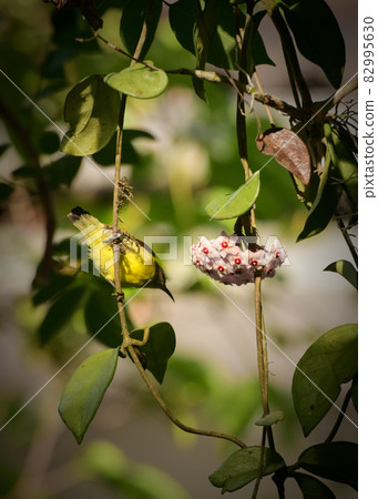 Yellow-bellied sunbird sipping nectar from hoya flowers. Evening soft light hits the belly of the beautiful small bird. 82995630