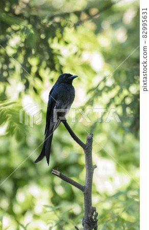 Black drongo, Dicrurus Macrocercus bird perched on a stick. A beautiful dark black-feathered common bird in Sri Lanka. 82995631