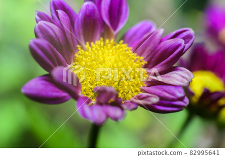 Chrysanthemum flower close-up macro photograph. Structure of the golden yellow flower head and the purple petals . Chrysanthemum flower close-up macro photograph. Structure of the golden yellow flower head and the purple petals . 82995641
