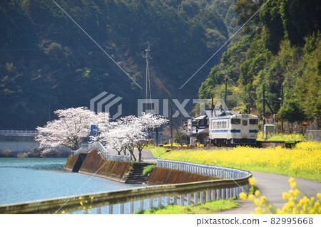 Cherry blossoms, rape blossoms and trains along the Kuma River in Kumamoto Prefecture 82995668