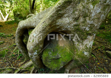 禦池泉森林 森林深處的神秘森林（大分縣由布市） 82995669