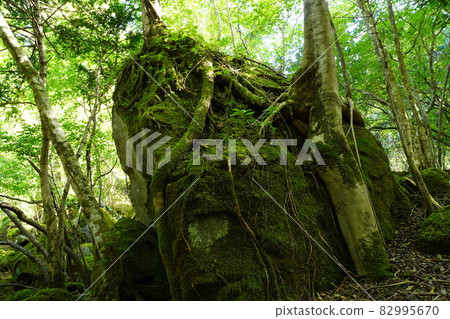 禦池泉森林 森林深處的神秘森林（大分縣由布市） 82995670