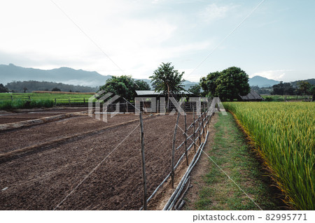 The rice plants in the fields,Paddy field The rice plants in the fields,Paddy field 82995771