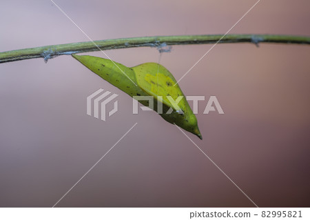 Common grass yellow larva into a pupa stage of the metamorphosis. 82995821