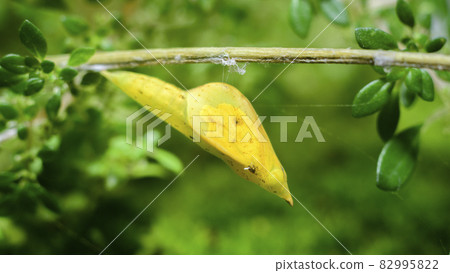 Common grass yellow larva into a pupa stage of the metamorphosis. Beautiful cocoon hangs on a steam extreme close-up macro photograph. 82995822