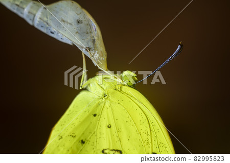 Common grass yellow butterfly came out from the cocoon extreme close-up macro photograph. Caterpillar transforms into a beautiful butterfly, completing the metamorphosis. Hangs on the cocoon shelf. 82995823