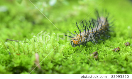 Common leopard larva crawling in wet moss surface close up macro.Various stages of the metamorphosis of a beautiful butterfly. Common leopard larva crawling in wet moss surface close up macro.Various stages of the metamorphosis of a beautiful butterfly. 82995830