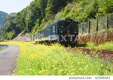 "Kawasemi Yamasemi" and rape blossoms running along the Kuma River "Kawasemi Yamasemi" and rape blossoms running along the Kuma River 82996062