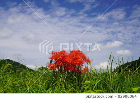 Cluster amaryllis celebrating autumn Cluster amaryllis celebrating autumn 82996064