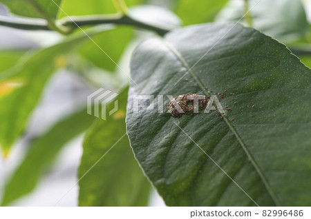 用檸檬葉清除腸道 用檸檬葉清除腸道 82996486