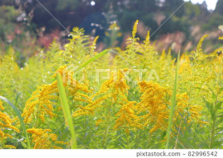 一枝黃花晨露 一枝黃花晨露 82996542