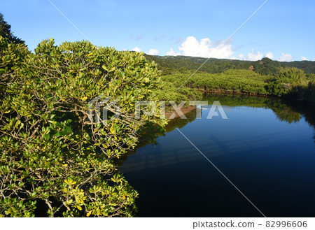 Kagoshima / Tanegashima Mangrove Park Kagoshima / Tanegashima Mangrove Park 82996606