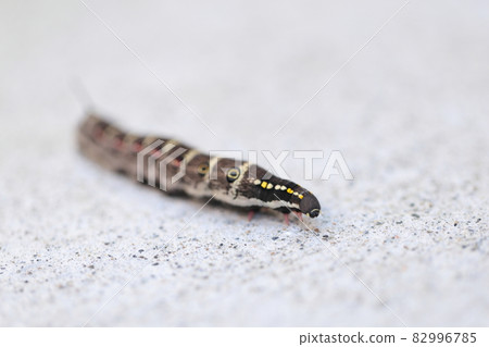 Caterpillar larva 82996785