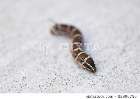 Caterpillar larva Caterpillar larva 82996786