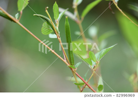 Moroheiya的果實 82996969