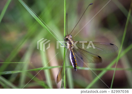 Image of owlflies, aphidlions (Ascalaphidae) It is an insect of the order Neuroptera on nature background. Insect. Animal. 82997036