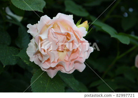 Rose white confession 82997721