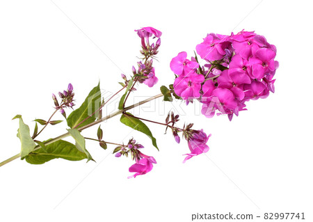 Pink phlox isolated on white 82997741