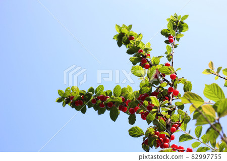 Nanking cherry and blue sky. Far eastern delicacy Nanking cherry and blue sky. Far eastern delicacy 82997755