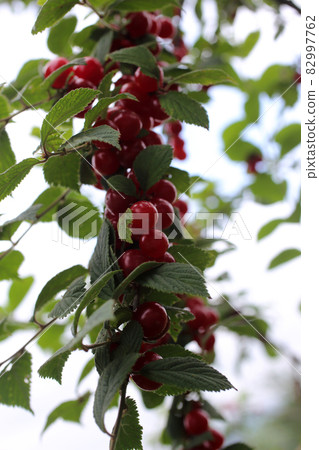 Nanking cherry. Far eastern delicacy Nanking cherry. Far eastern delicacy 82997762