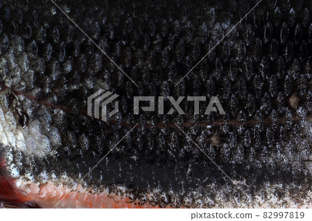 Rudd fish scales background 82997819