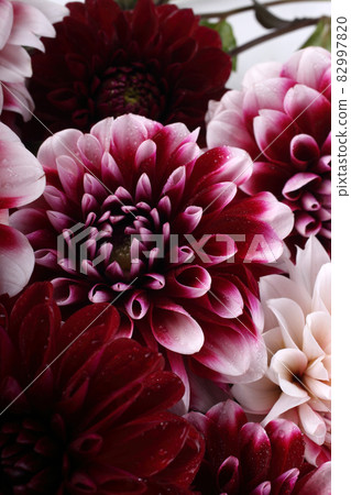 Dahlia flowers background Dahlia flowers background 82997820