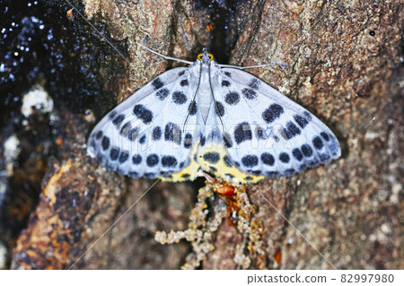 Moth Moth 82997980