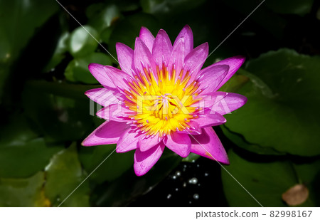 Close-up of purple water lily on dark green background, Macro of violet lotus in the pond, Sunlight shine to the water lily on the sunny day, Shadow of lotus flower on the lotus leaves Close-up of purple water lily on dark green background, Macro of violet lotus in the pond, Sunlight shine to the water lily on the sunny day, Shadow of lotus flower on the lotus leaves 82998167