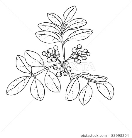 Pen drawing cut illustration of Chinese pepper 82998204