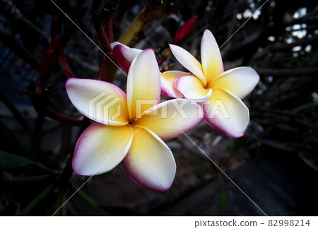 Close-up of white flowers on dark background, Macro of plumeria flowers on dark background, Portrait of white and pink petals and yellow pollen on dark background Close-up of white flowers on dark background, Macro of plumeria flowers on dark background, Portrait of white and pink petals and yellow pollen on dark background 82998214