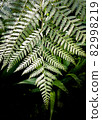 Close-up of fern leaves touching sunlight against dark background 82998219
