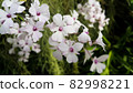Close-up of white flowers on dark background 82998221
