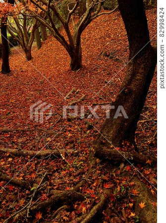 秋天的落葉，秋天的落日和夜景，秋天的景色 82998424