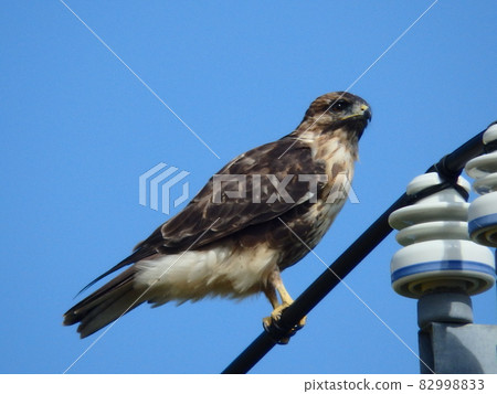 A buzzard looking at this from a high place on a telephone pole 82998833