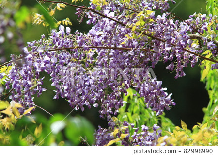 紫藤花以善意迎花語 82998990