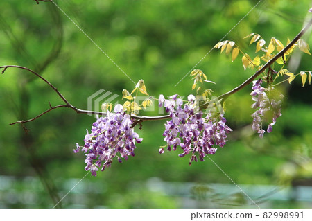 Wisteria flowers with kindness and welcome flower language 82998991